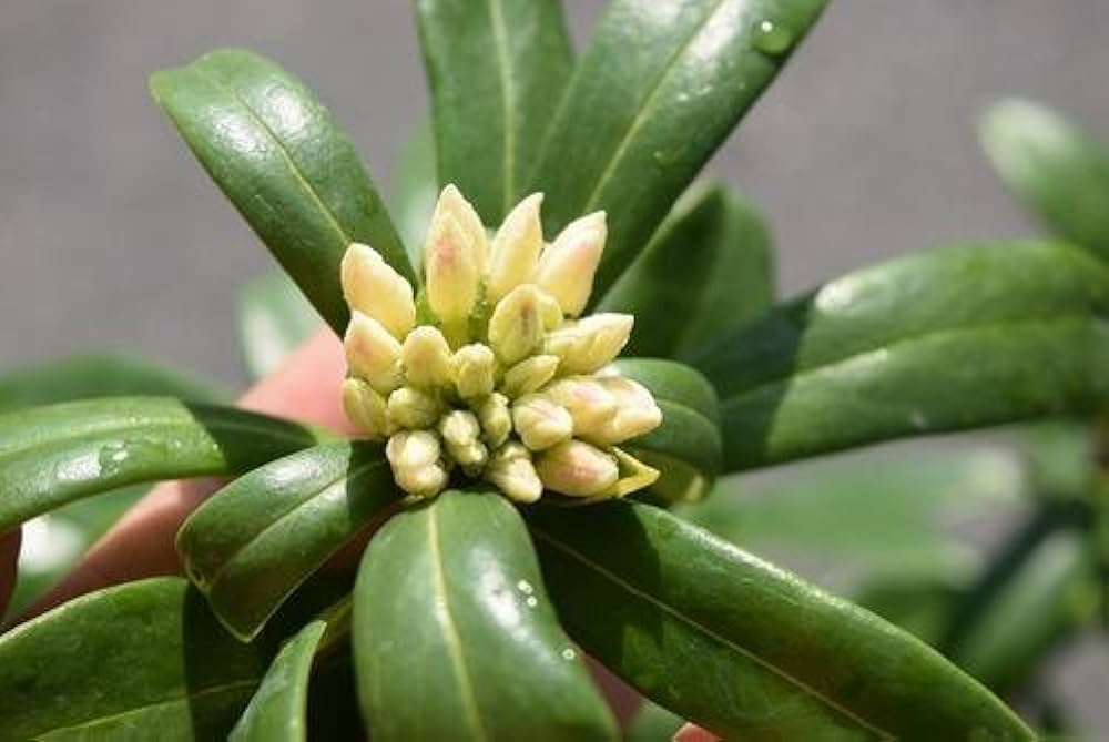 沈丁花ページ② Amazon | 庭木苗：沈丁花（赤花）*ジンチョウゲ じんちょうげ | 花